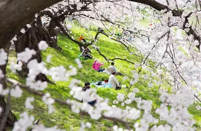 正逢樱花烂漫,何必远行带上这份攻略带你去赏樱