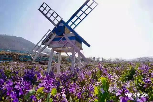 山东沂南秋日花海醉游人,沂南周边看梨花景点