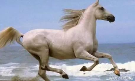 白马股是价值股还是成长值,成长白马股特征