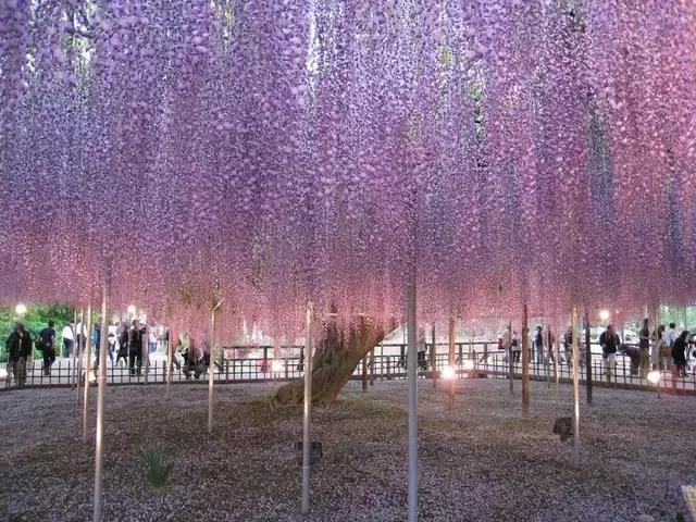 日本樱花之旅,日本紫藤之旅