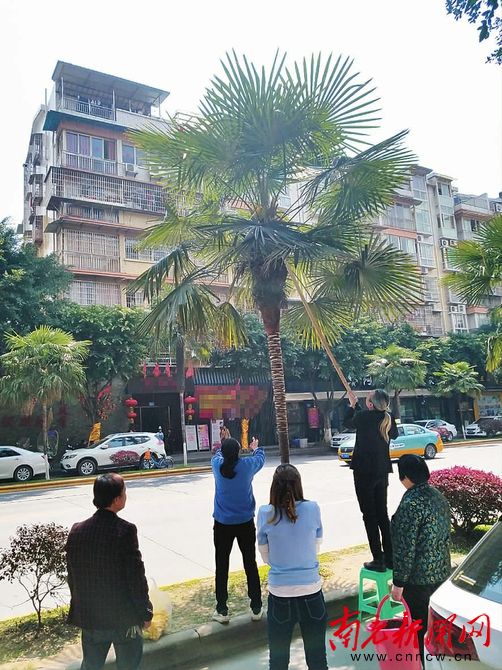 棕榈树花能治什么病,棕榈花能治哪些病