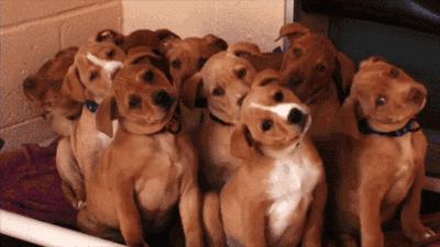 一梦谈狗：出生带了一张纸的狗狗就贵？这张纸是什么？