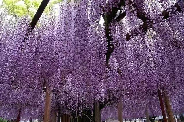 日本樱花之旅,日本紫藤之旅