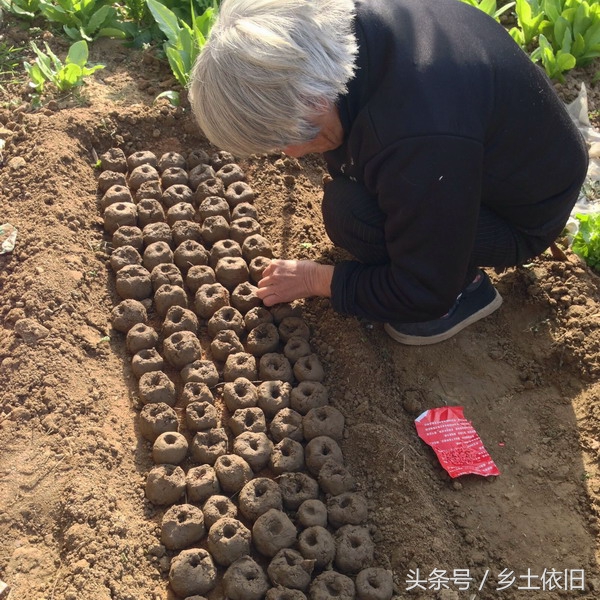 荒地种植蔬菜步骤和方法,土地怎么种蔬菜的教程