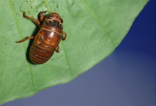 金蝉的养殖方法,金蝉的烹饪方法