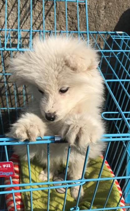 萨摩和两只流浪狗的日常生活,流浪狗萨摩怎么养活它