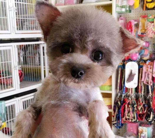 泰迪疫苗打法,成年泰迪打疫苗注意事项和禁忌