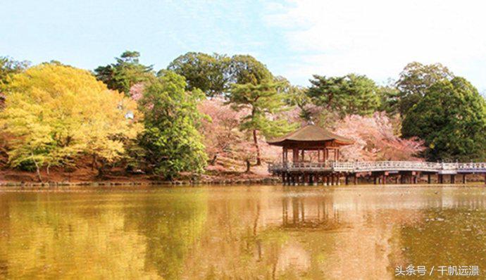 日本樱花祭，春风十里不如你