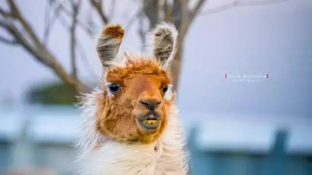 澳大利亚袋鼠岛旅游攻略,袋鼠岛旅游