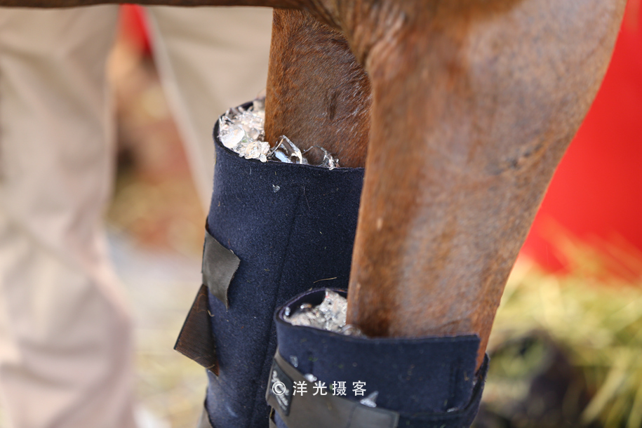 为什么迪拜土豪最有钱,真正的迪拜土豪