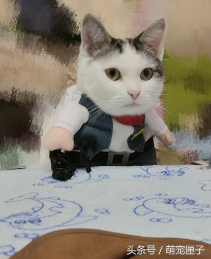 猫咪日常干架视频,猫咪日常萌炸时刻