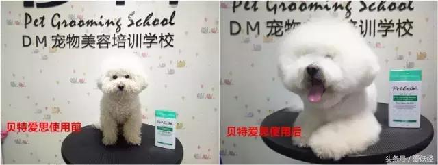 爱妖经养宠怎么玩,爱妖经