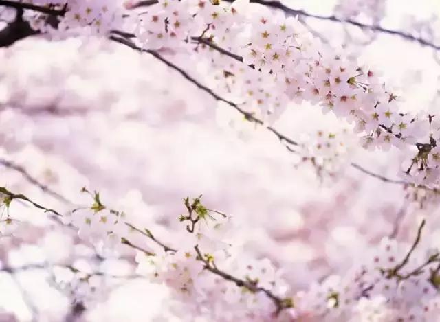 山东沂南秋日花海醉游人,沂南周边看梨花景点