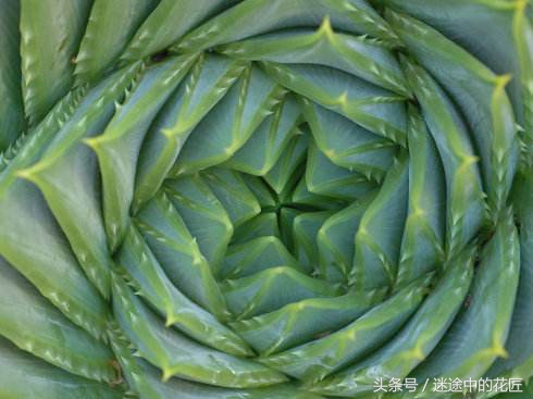 芦荟的食用方法和用法,正确食用可食用芦荟教程
