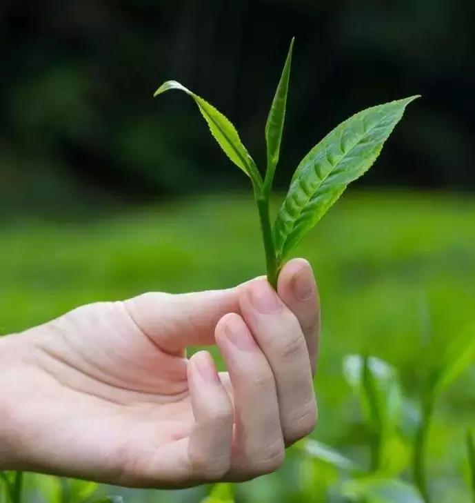 隔夜茶毒如蛇央视解释,隔夜茶为什么说有毒呢