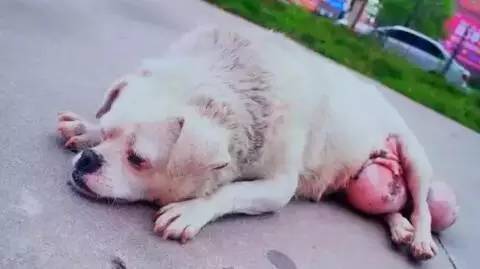 老狗长出巨大肉球,狗狗长了个小肿瘤