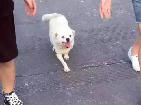 老狗长出巨大肉球,狗狗长了个小肿瘤