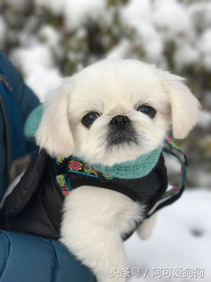 京巴犬以后趋势,京巴犬放开会跑么