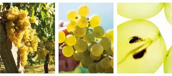 妍丽最贵的护肤品牌是哪个 (妍丽卖的最好的护肤品)