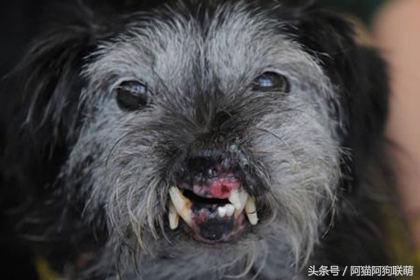 世界最丑的狗品种排名,长得最丑的狗叫什么