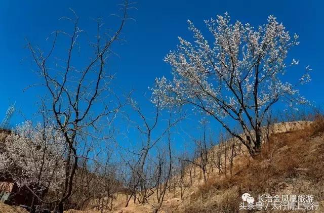 碛口古镇和西口古渡哪个好玩,碛口古镇黄河古渡口