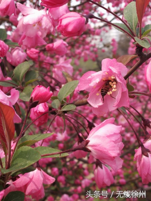 徐州桃花美景,徐州春天又见美好游玩