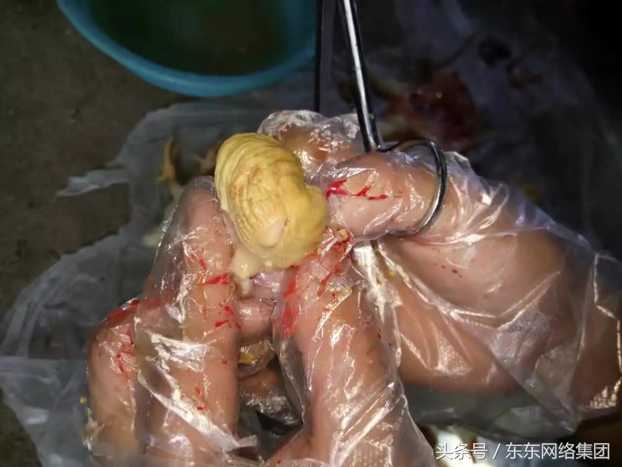 养鸡肠道球虫怎么防治,怎么预防鸡小肠球虫病