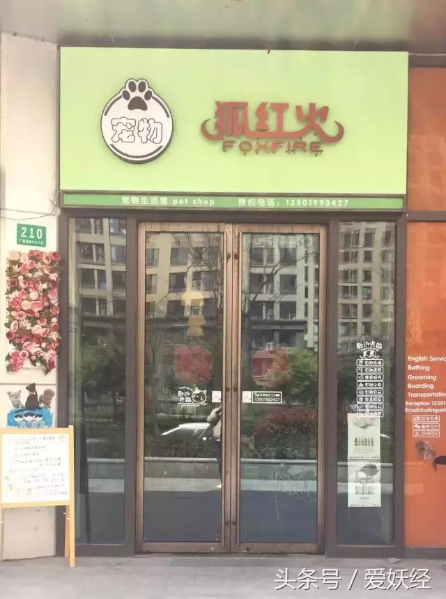 爱妖经养宠怎么玩,爱妖经