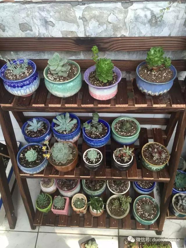 多肉为什么比较坑,多肉基础知识详解