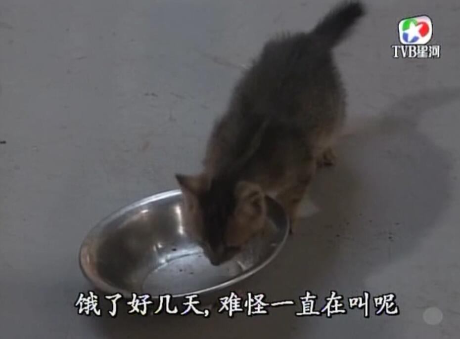 刑事侦缉档案袁天丽马成昌第五集,刑事侦缉档案袁天丽