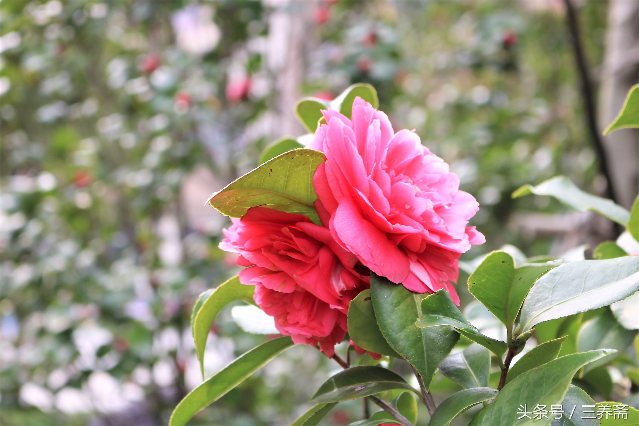 鏄嗗北涓鏍″洯椋庢櫙,鏄嗗北涓鏍″洯鏅壊