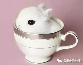 为什么养过兔子的人就不想再养,兔子不想养了咋办