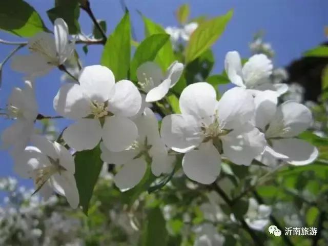 山东沂南秋日花海醉游人,沂南周边看梨花景点