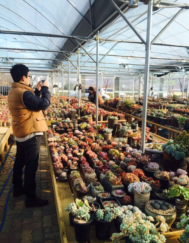 韩国多肉大棚和国内有什么区别,中韩多肉从哪里来