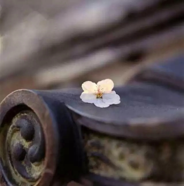 茶传媒专访｜你充满无力感？花精仙子王慕龄帮你激活人生