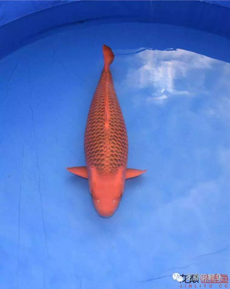 巨鲤手感如何,怎么选巨鲤