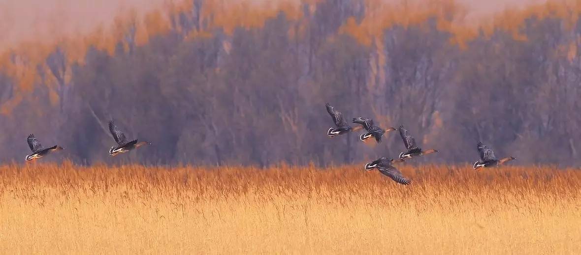 诗词创作回文诗,李煜回文诗鉴赏