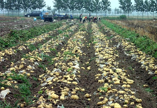 撸起袖子加油干谱写致富新篇章,撸起袖子加油干甩开膀子奔小康