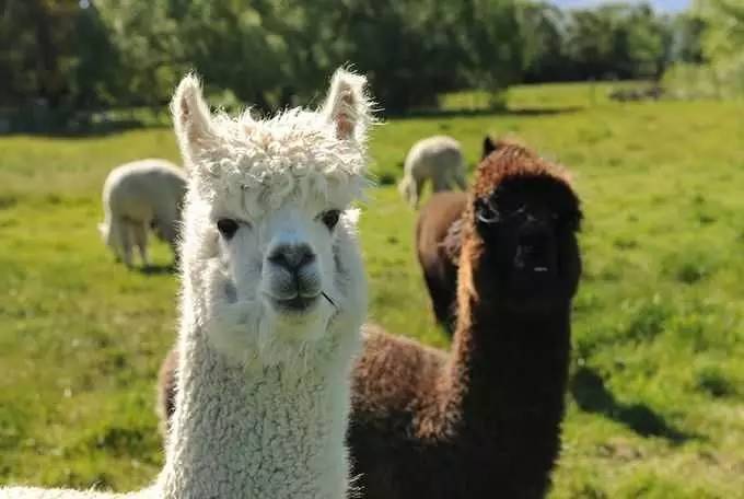 到新西兰旅游有什么好处,新西兰旅游有什么好