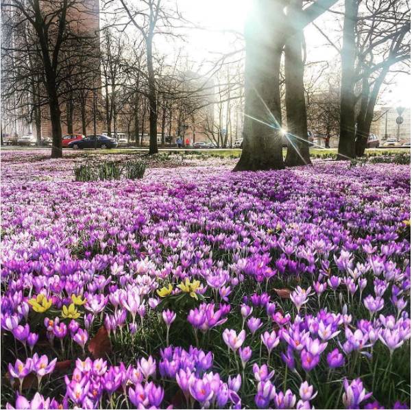 鏄ョ敯鑺辫姳鏃ュ父,鏄ョ敯鑺辫姳鑻辫