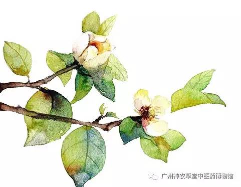 大便为什么会粘马桶,大便为什么会粘厕所