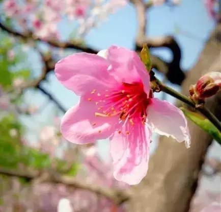 美爆了春天好去处,天津春天赏花的地方有哪些推荐