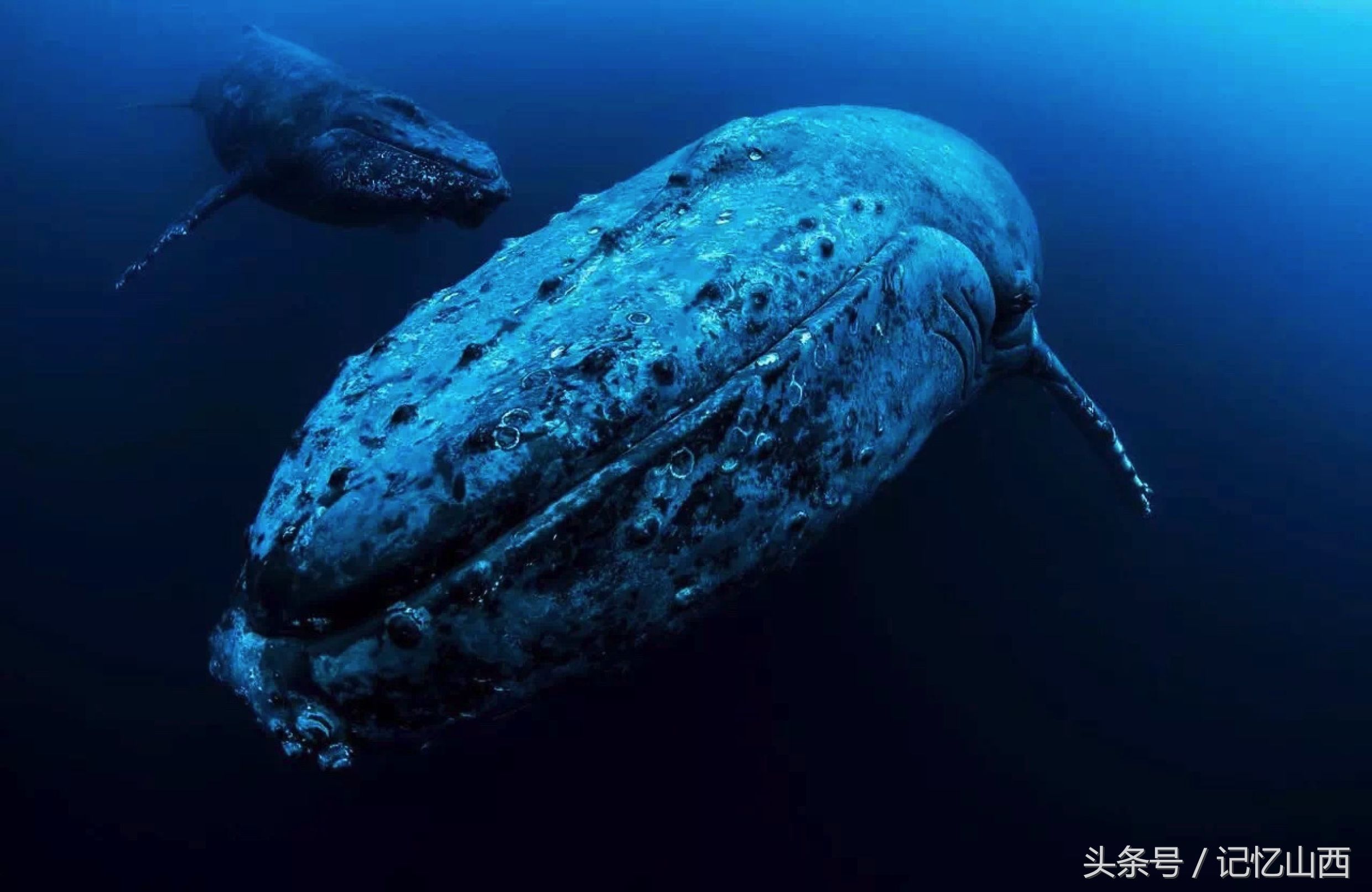 灰鲸迁徙觅食,灰鲸云南旅游