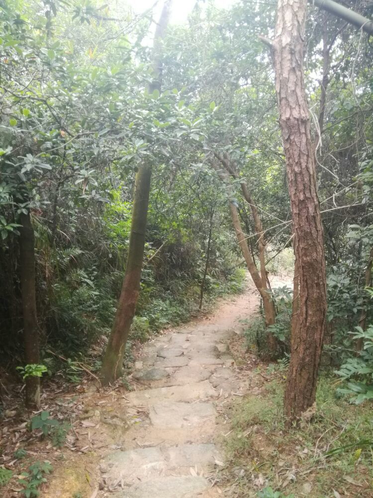 到中山的千年古刹古香林寺旧址周边山林探秘，感觉大自然太美啦