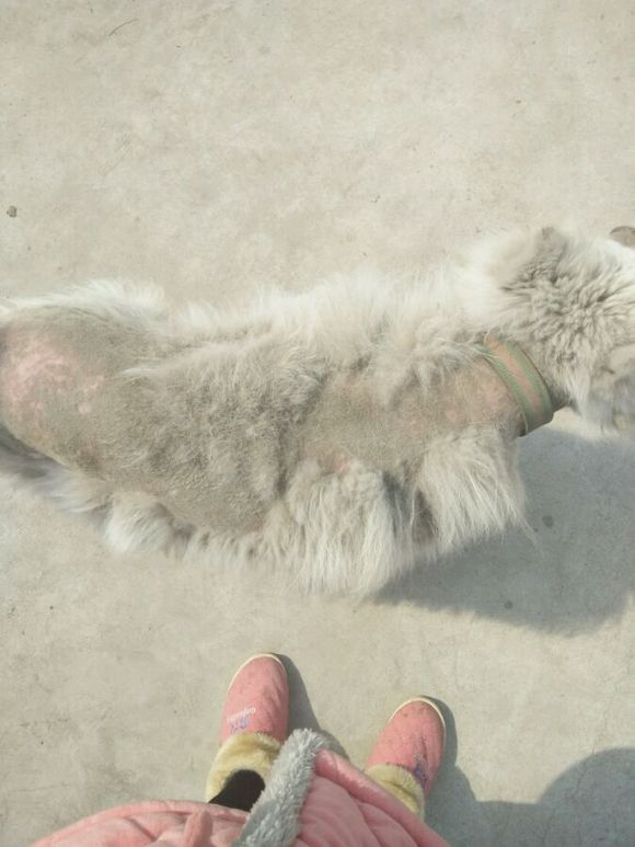 萨摩耶犬什么原因得皮肤病,萨摩耶幼犬皮肤病怎么治疗