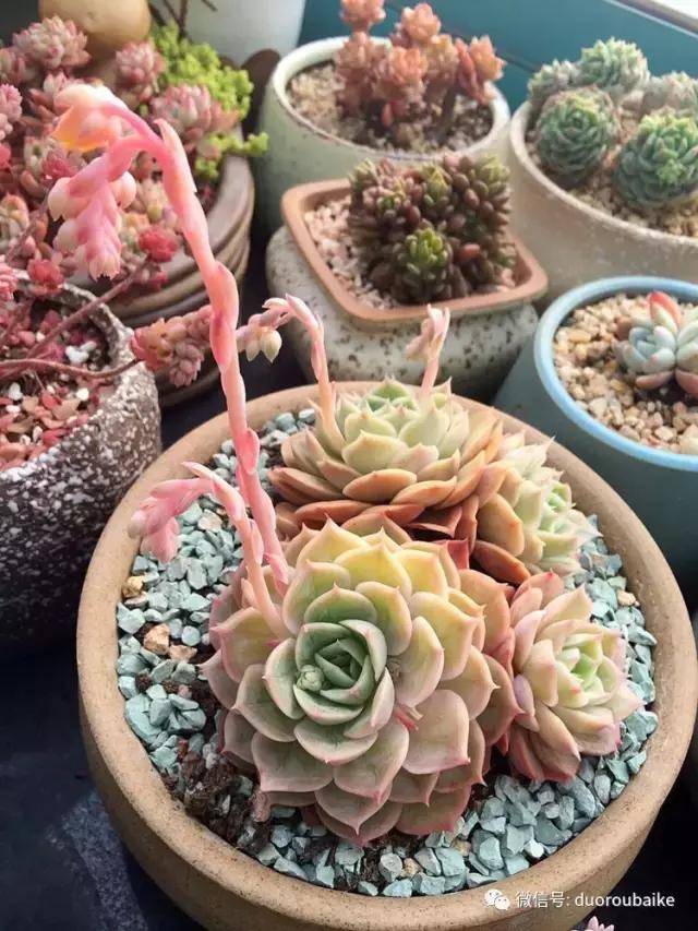 那些年我养过的多肉,这些年养过的花花草草