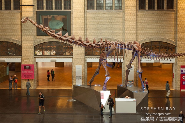 能源巨龙——富塔隆柯龙