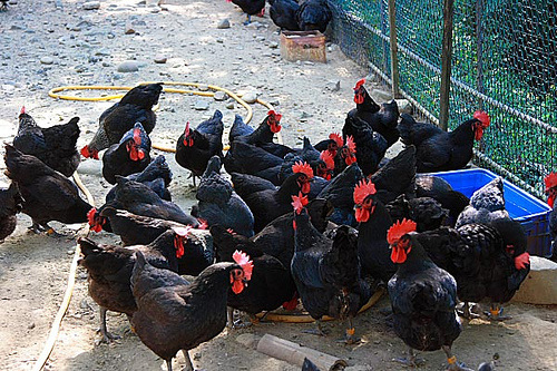 鸡群啄毛怎么防治,圈养鸡啄毛怎么防止