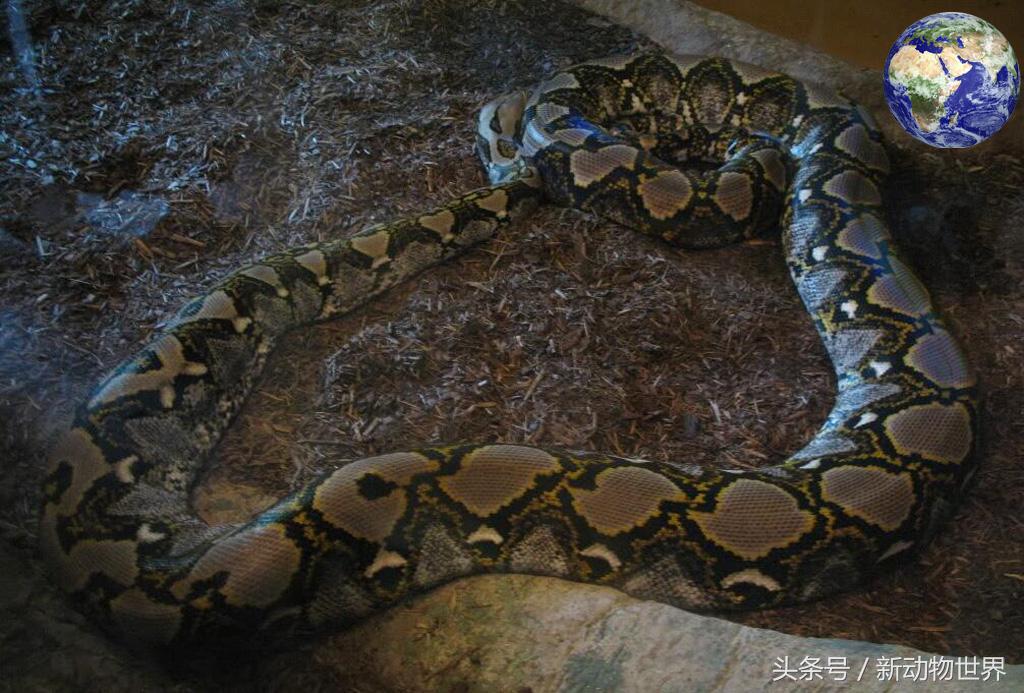 世界最大巨蟒蛇事件,世界上最大的剧毒巨蟒
