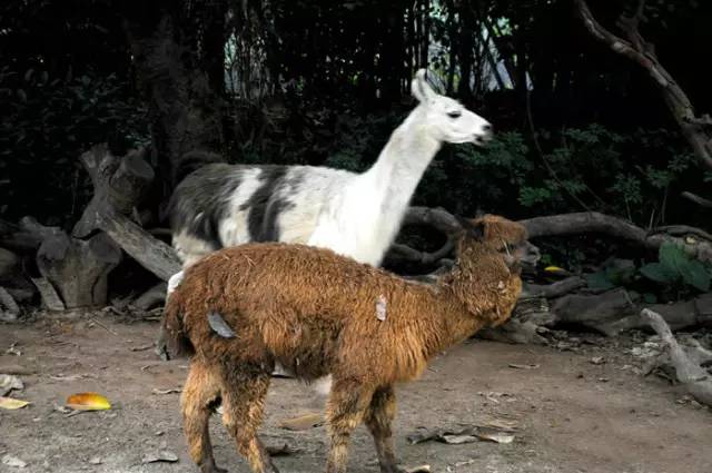 广州长隆野生动物园真实评价,广州长隆野生动物园讲解动物